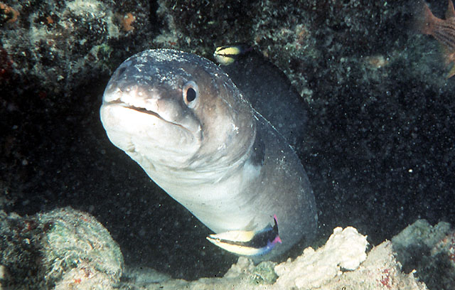 Conger cinereus (Gronco dai baffi)